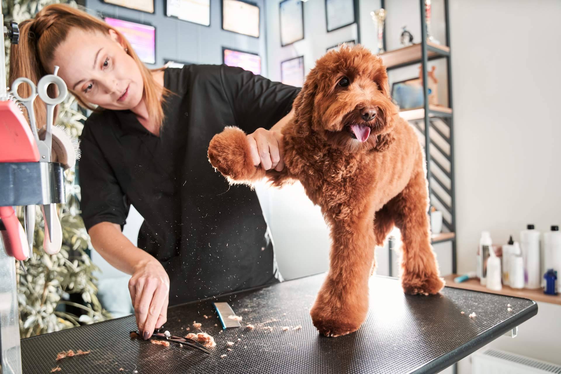 Los cuidados estéticos para las mascotas son muy importantes, por Perrukings