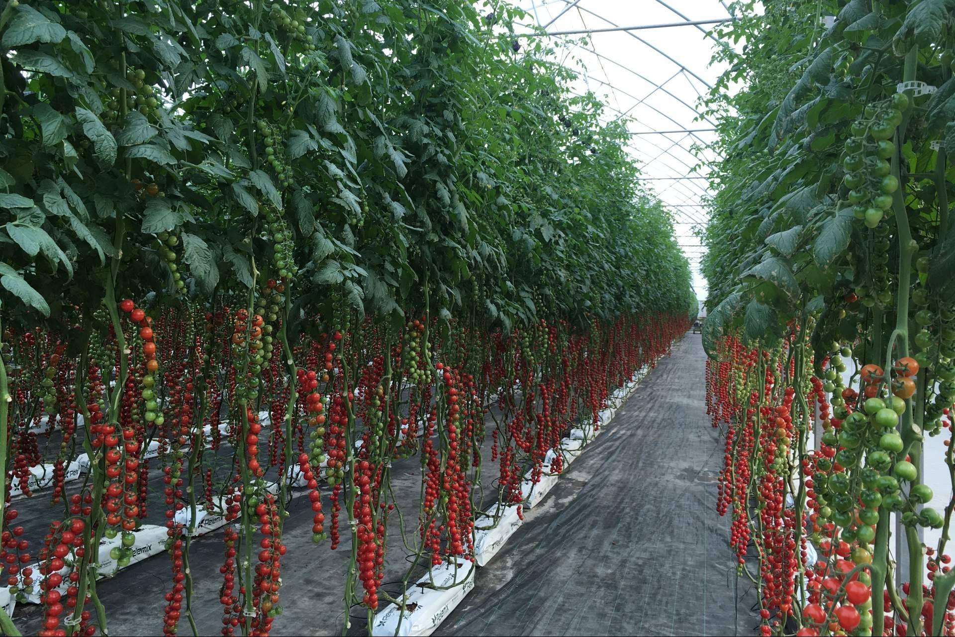 La solución definitiva para los productores comerciales de tomates de la mano de Pelemix